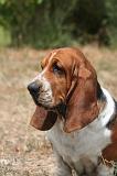 BASSET HOUND 174